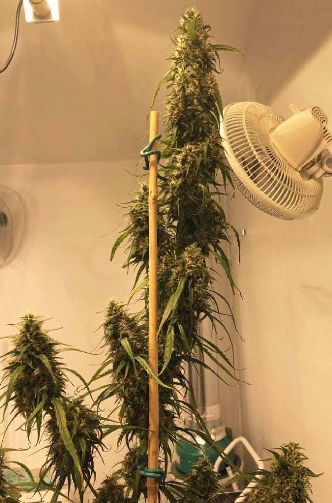 Ace Seeds - Purple Haze x Malawi (fem.)