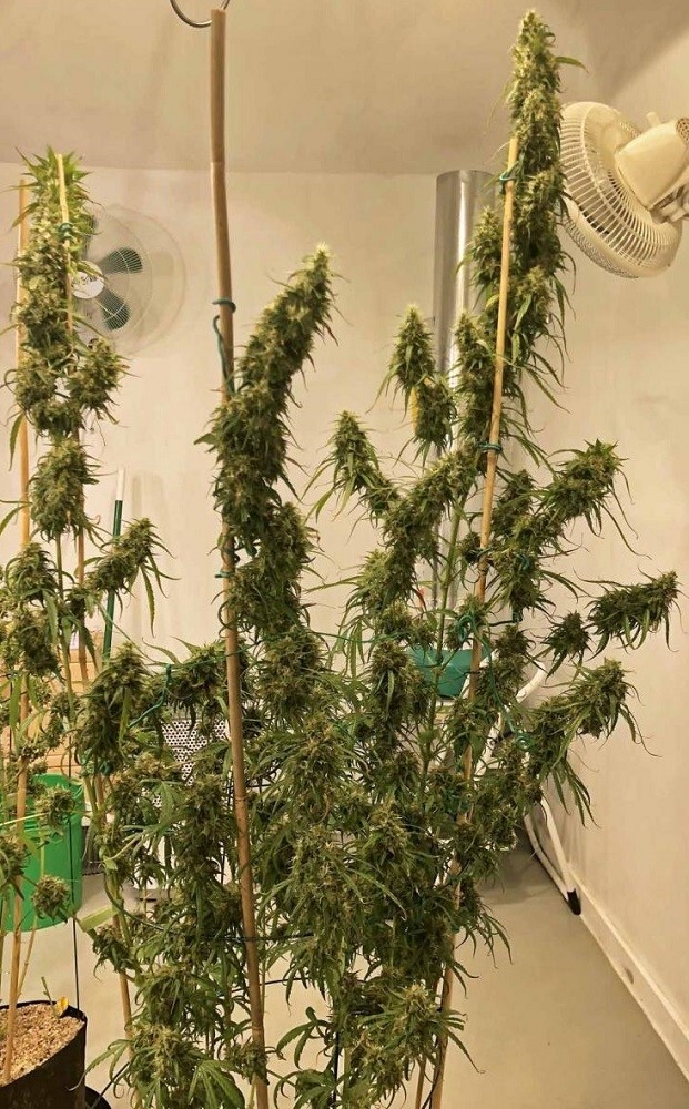 Ace Seeds - Purple Haze x Malawi (fem.)