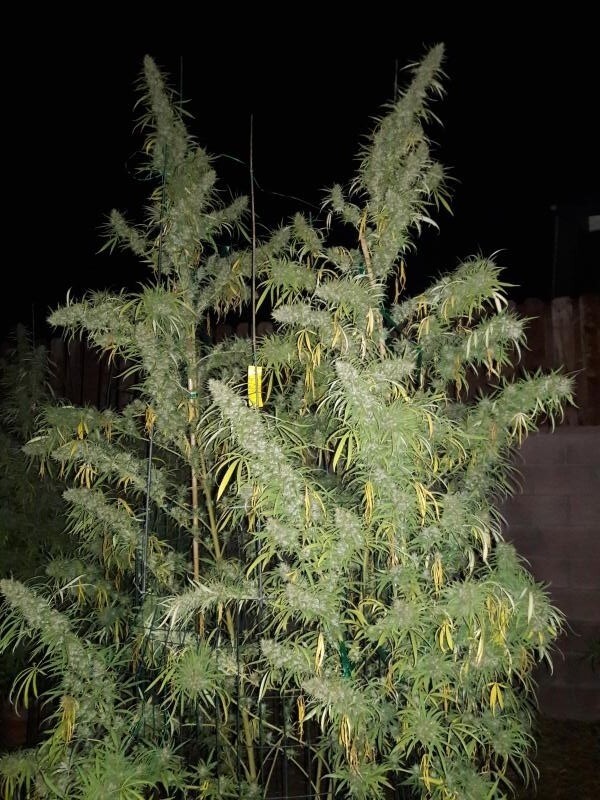 Ace Seeds - Panama x Bangi Haze (reg.)