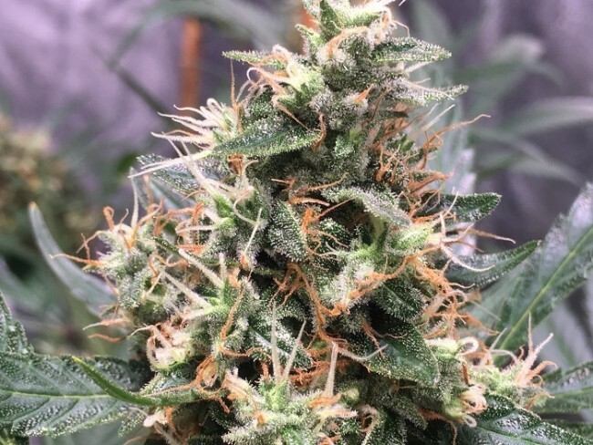 Ace Seeds - Panama x Bangi Haze (fem.)