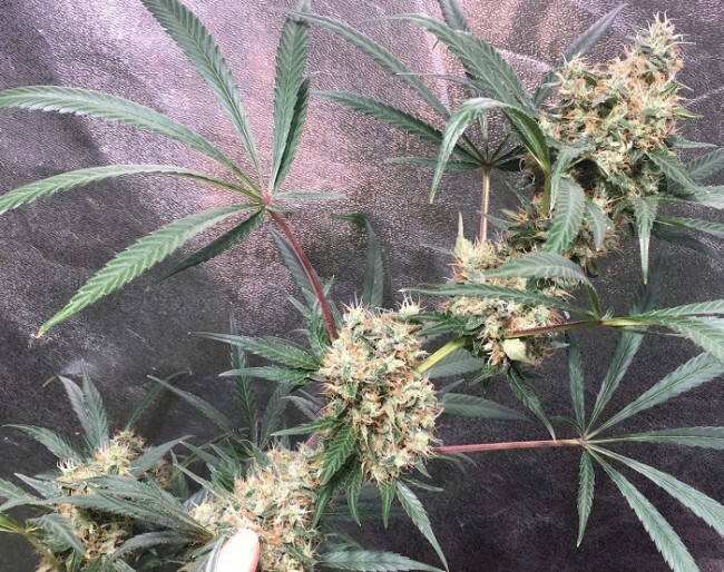 Ace Seeds - Panama x Bangi Haze (reg.)