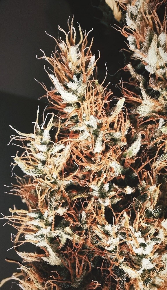 Ace Seeds - Panama x Bangi Haze (fem.)