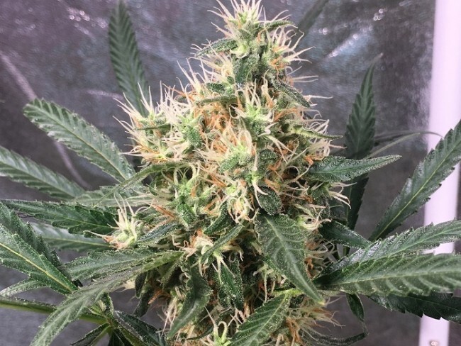 Ace Seeds - Panama x Bangi Haze (fem.)