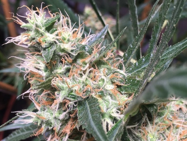 Ace Seeds - Panama x Bangi Haze (fem.)