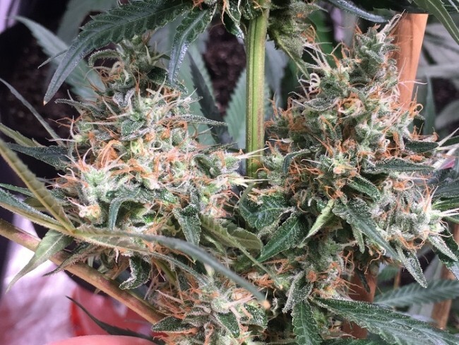Ace Seeds - Panama x Bangi Haze (fem.)