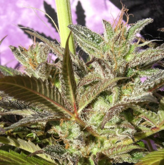 Ace Seeds - Orient Express (reg.)