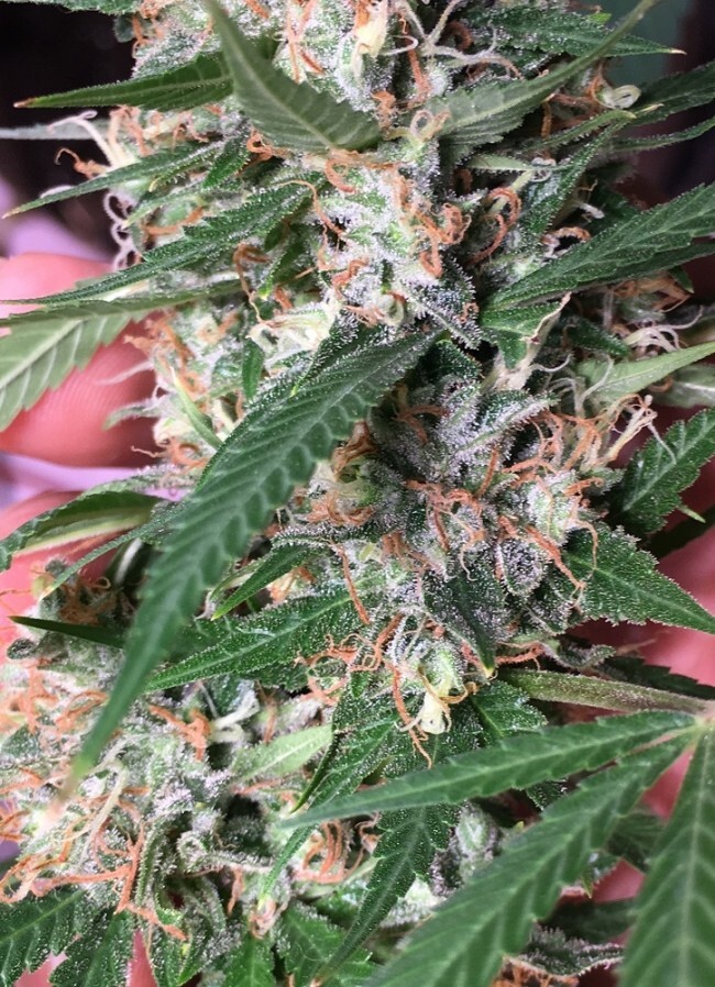 Ace Seeds - Orient Express (fem.)