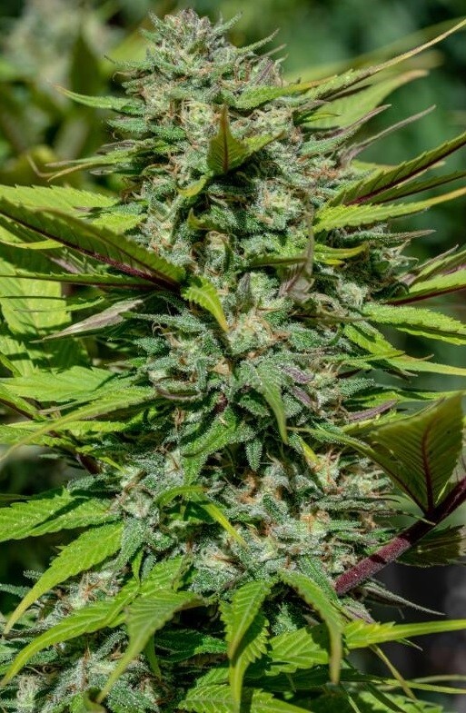 Ace Seeds - Nepal Jam (reg.)