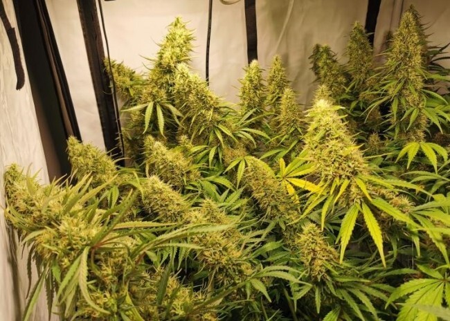Ace Seeds - Panama x Bangi Haze (reg.)