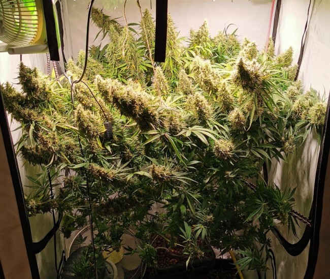Ace Seeds - Panama x Bangi Haze (reg.)