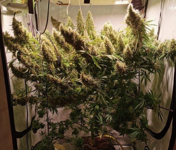 Ace Seeds - Panama x Bangi Haze (fem.)