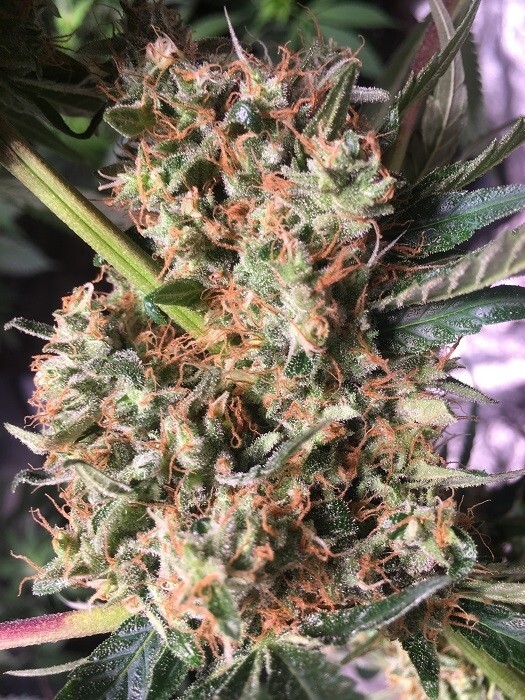 Ace Seeds - Panama x Bangi Haze (fem.)