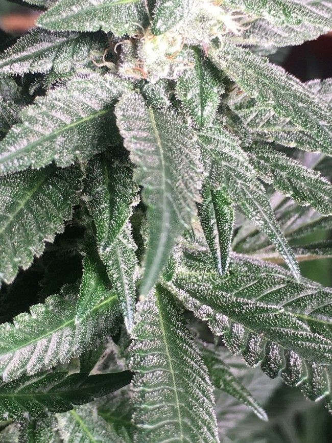Ace Seeds - Orient Express (reg.)