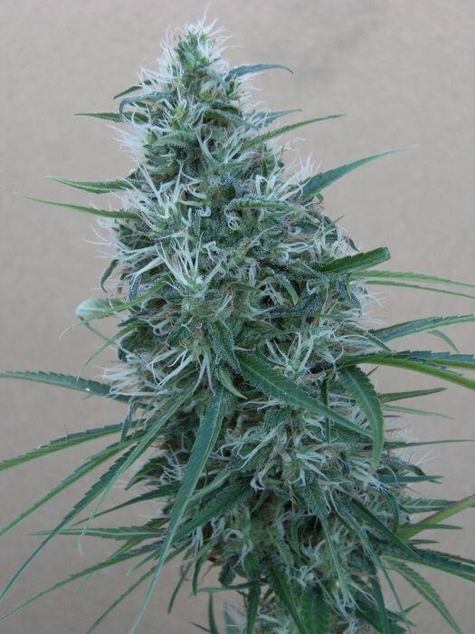 Ace Seeds - Orient Express (reg.)
