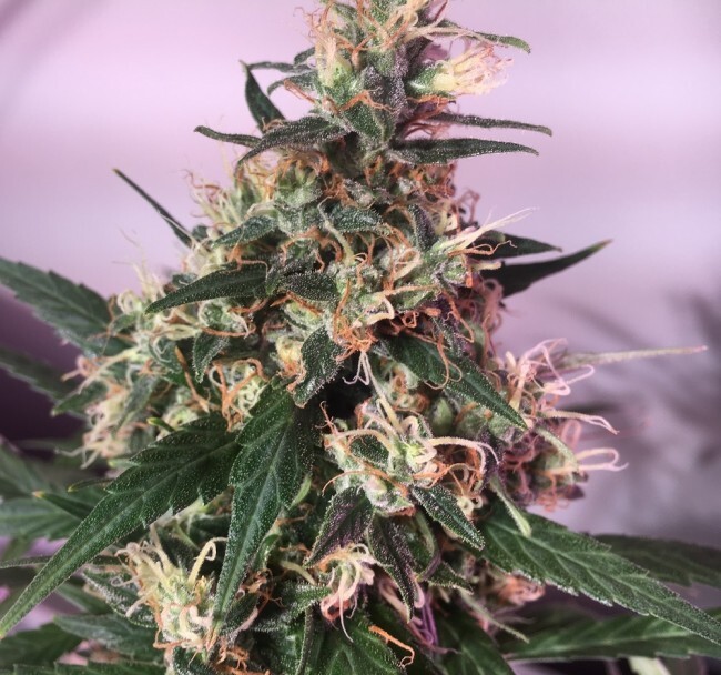 Ace Seeds - Orient Express (fem.)