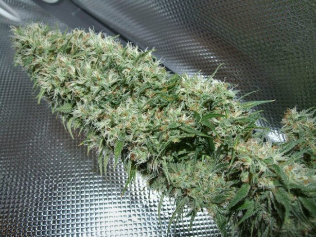 Ace Seeds - Orient Express (fem.)