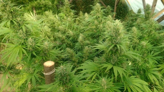 Ace Seeds - Nepal Jam (reg.)