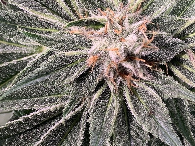 Ace Seeds - Nepal Jam (reg.)