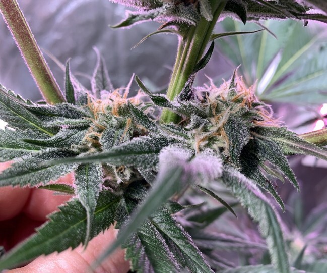 Ace Seeds - Nepal Jam (reg.)