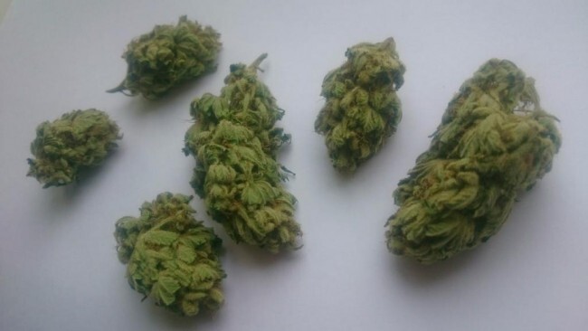 Ace Seeds - Nepal Jam (fem.)