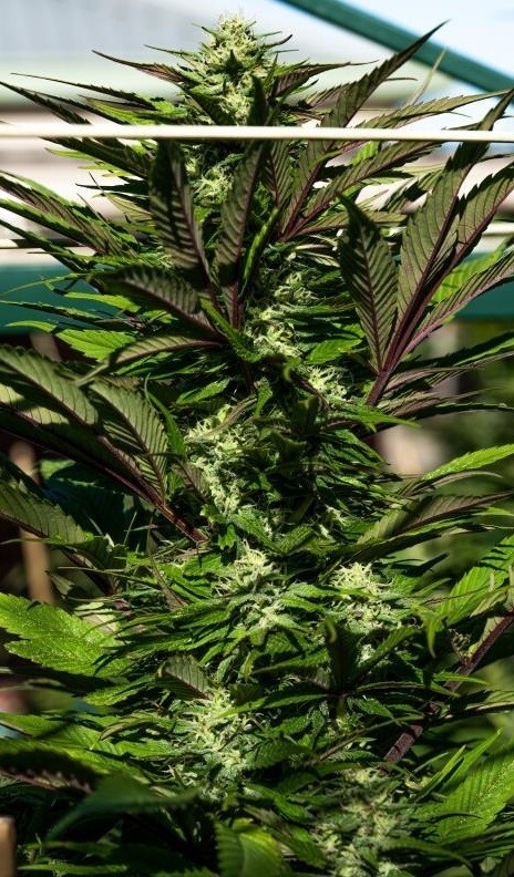 Ace Seeds - Nepal Jam (reg.)