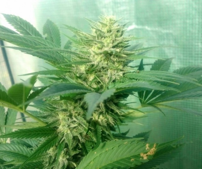 Ace Seeds - Nepal Jam (reg.)