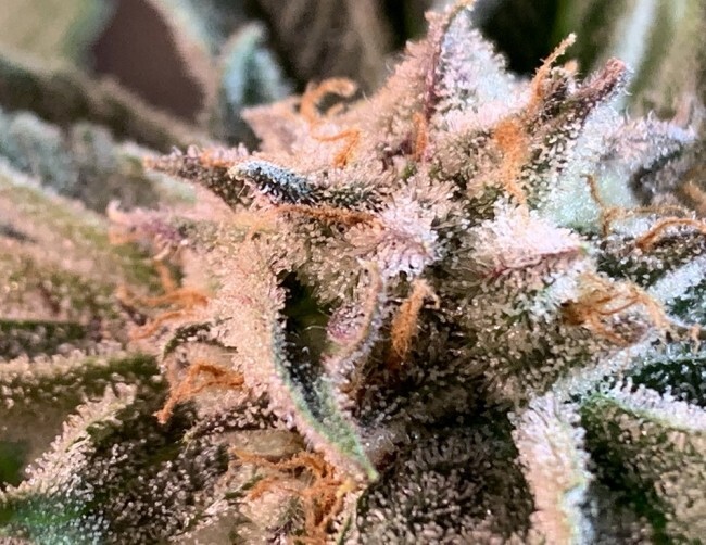 Ace Seeds - Nepal Jam (reg.)