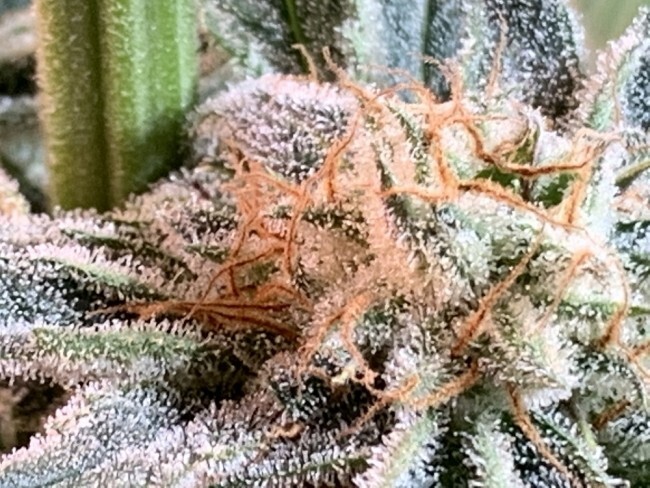 Ace Seeds - Nepal Jam (reg.)