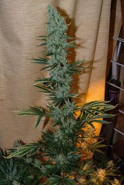 Ace Seeds - Nepal Jam (reg.)