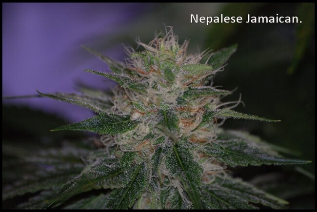 Ace Seeds - Nepal Jam (reg.)