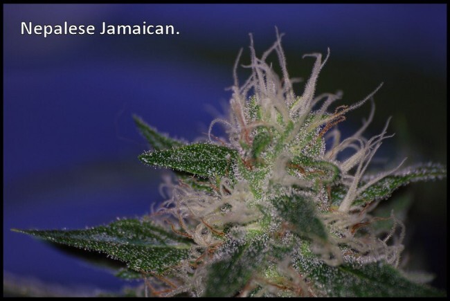 Ace Seeds - Nepal Jam (reg.)