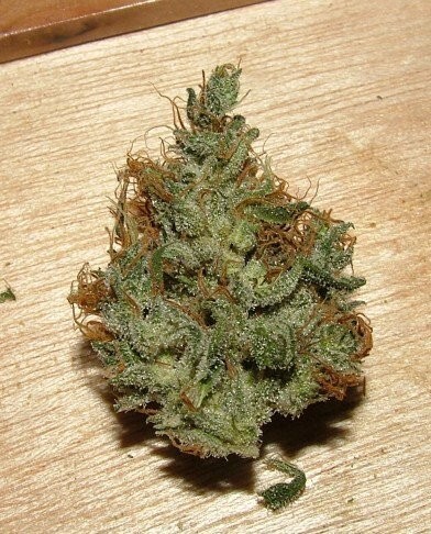 Ace Seeds - Nepal Jam (reg.)