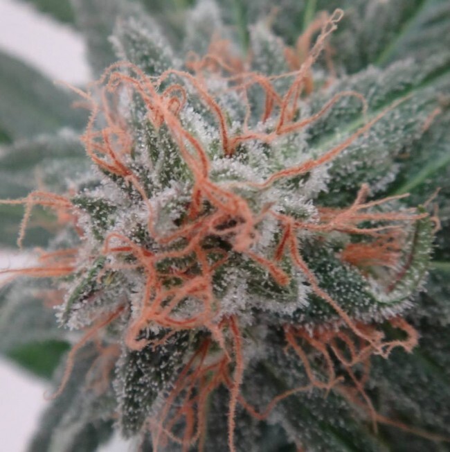 Ace Seeds - Nepal Jam (reg.)