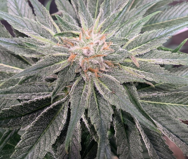 Ace Seeds - Nepal Jam (fem.)