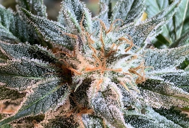 Ace Seeds - Nepal Jam (reg.)