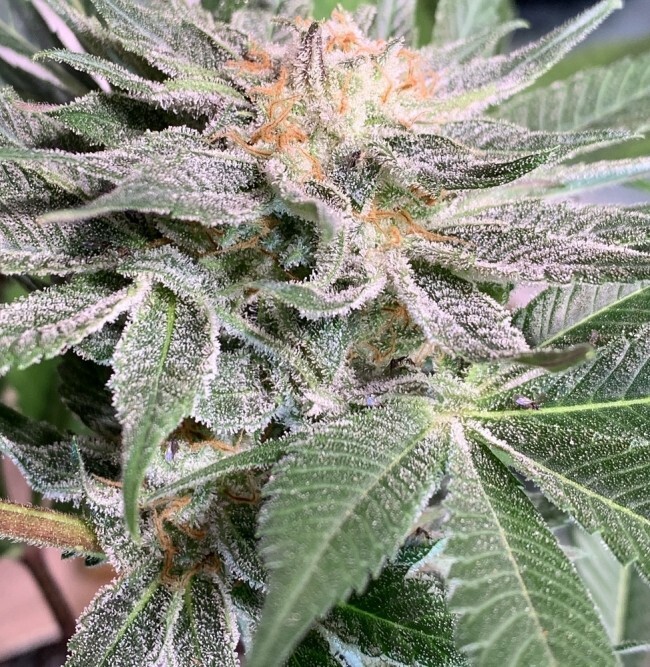 Ace Seeds - Nepal Jam (reg.)