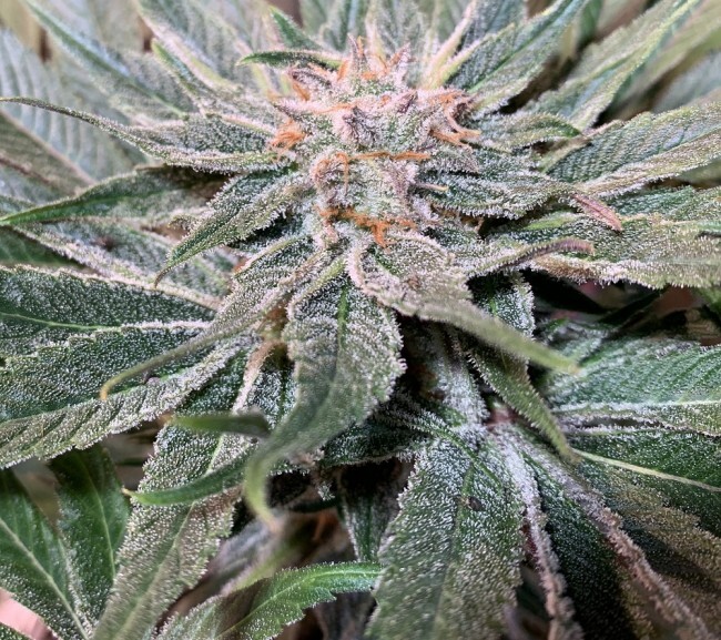 Ace Seeds - Nepal Jam (fem.)