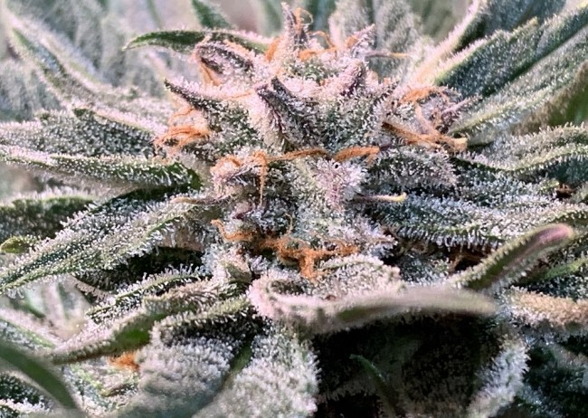 Ace Seeds - Nepal Jam (fem.)