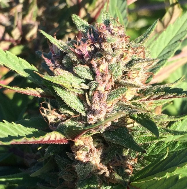 Ace Seeds - ErdPurt x PCK (fem.)