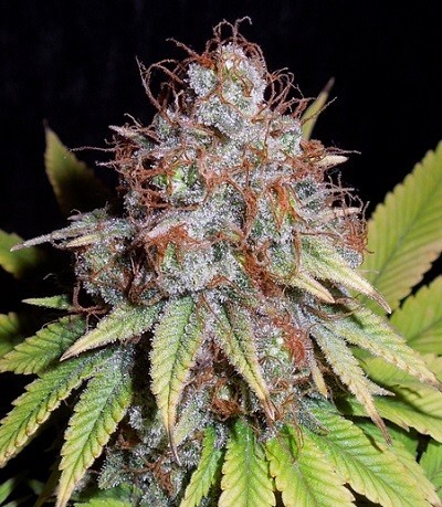 Ace Seeds - ErdPurt x PCK (fem.)