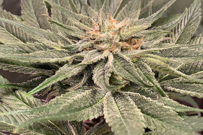 Ace Seeds - Nepal Jam (reg.)