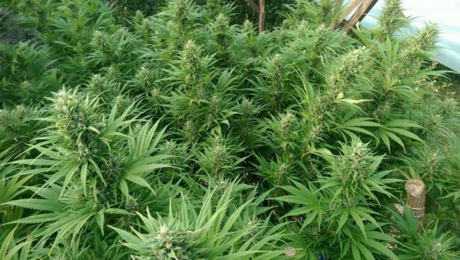 Ace Seeds - Nepal Jam (fem.)