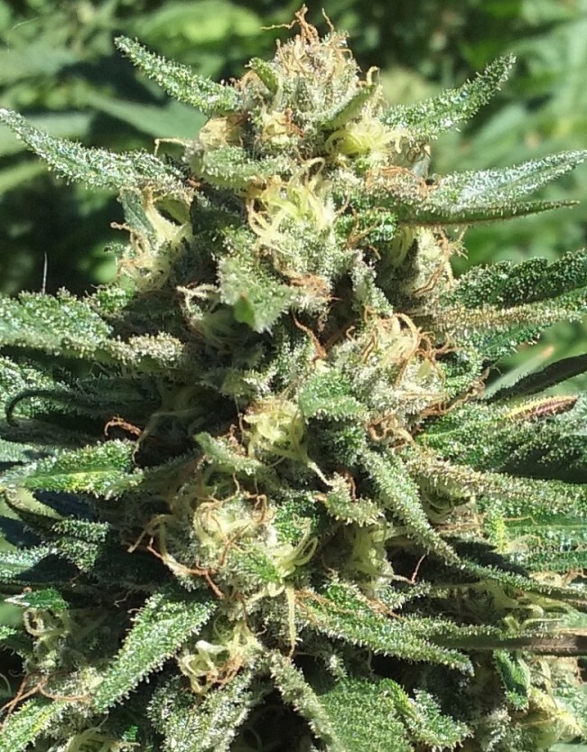 Ace Seeds - Nepal Jam (fem.)