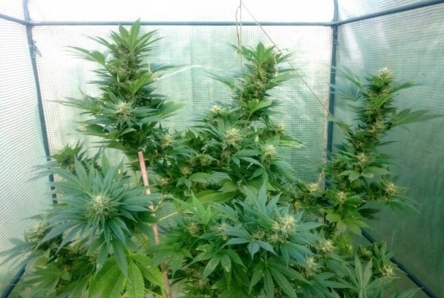 Ace Seeds - Nepal Jam (fem.)