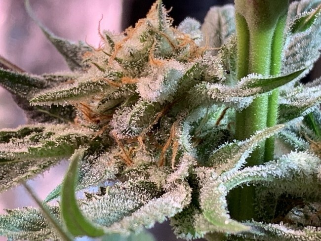 Ace Seeds - Nepal Jam (fem.)