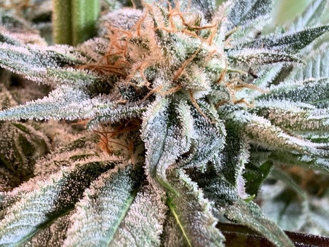 Ace Seeds - Nepal Jam (fem.)