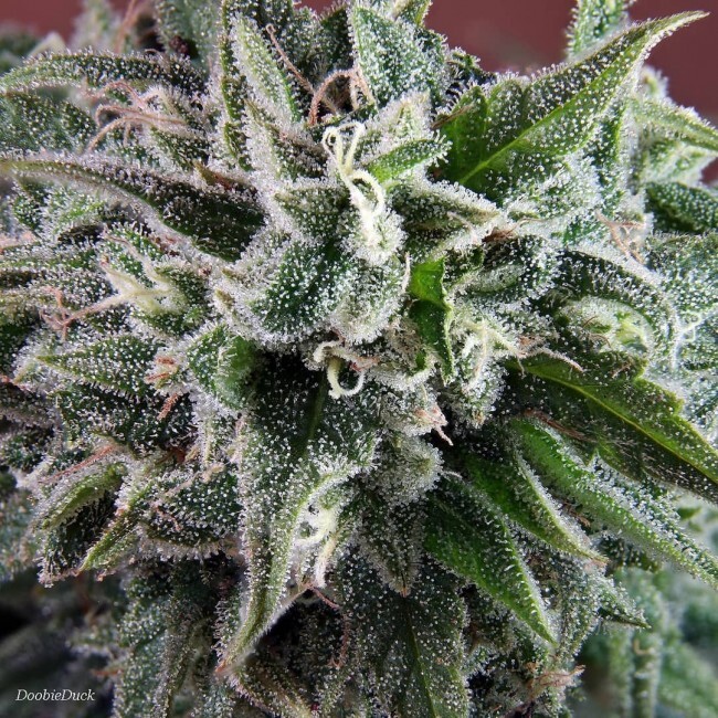 Ace Seeds - Nepal Annapurna (reg.)