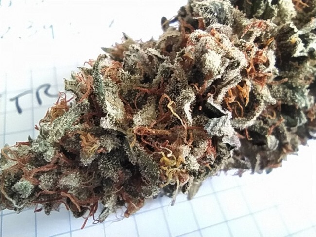 Ace Seeds - ErdPurt x PCK (fem.)