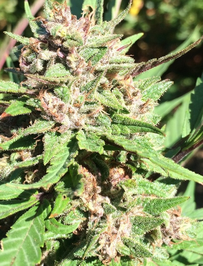 Ace Seeds - ErdPurt x PCK (fem.)