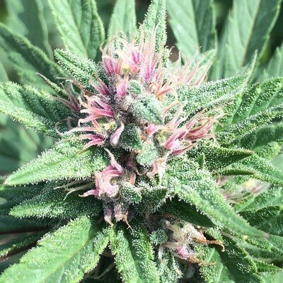 Ace Seeds - ErdPurt x PCK (fem.) 08193